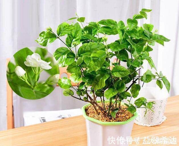 修剪|自从老婆在家中盆栽这种花后,满屋子都是清香,连香水钱都省了