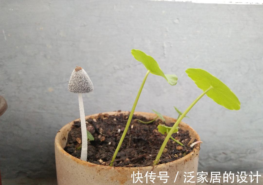 蘑菇|掌握住种植方法,居家盆栽蘑菇,好吃又好玩,观赏也不错
