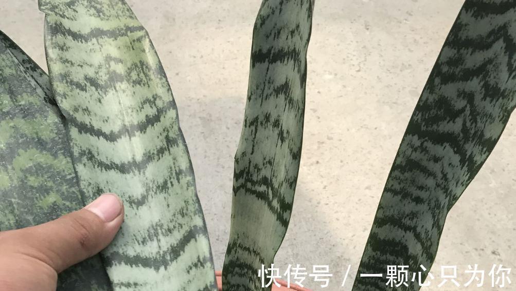 原来花卉还可以这么养,以后再也不用傻傻的去市场买花