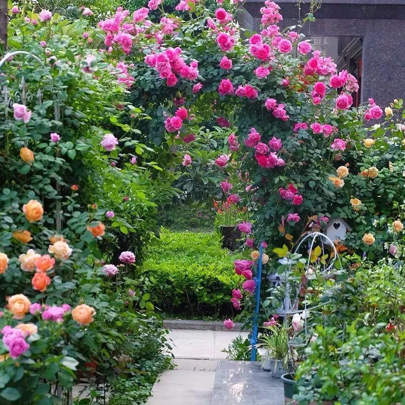 等我老了以后,找个小院陪你养花种菜!