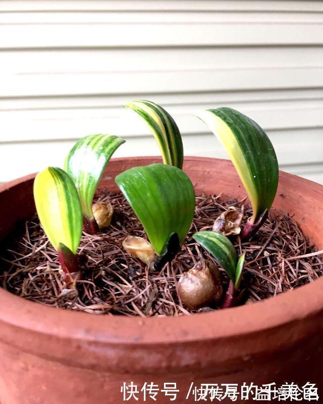 高手养君子兰,1片叶子长1株,蘸点它2周窜白根,3年养200棵