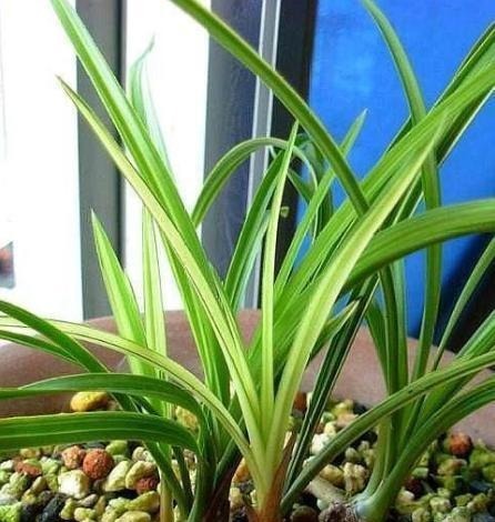 养兰花,想要长得壮,开花多,“这3点”缺一不可,别忽视