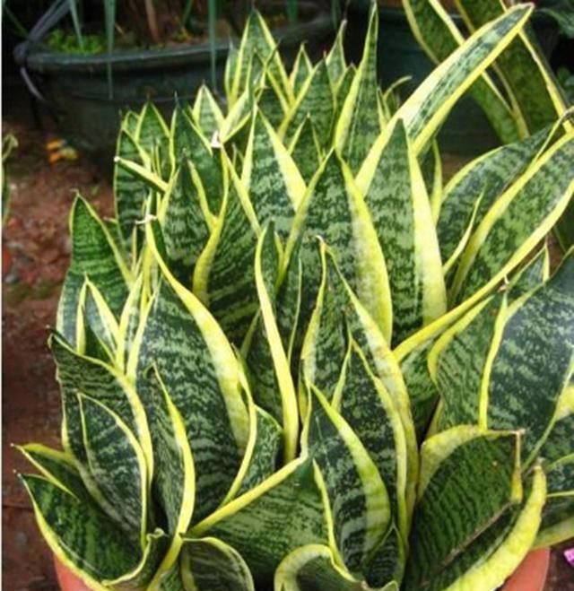 绿萝茉莉……夏天这么养,跟打激素一样疯长不停