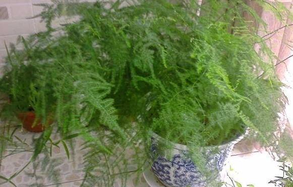 文竹发枯,发黄,不见长,教你3个小妙招,叶翠绿枝茂盛