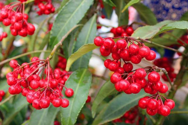 绿植|人称“百两金”，果实能吃，种子可榨油，制作盆景价更高