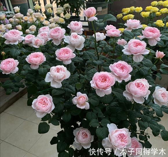 肥料|养花“杀手”的5个坏习惯,看你中了几个?怪不得你养不好花