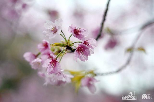 雨打樱花，花衬雨，雨中樱花别样美！内附保姆级拍花攻略