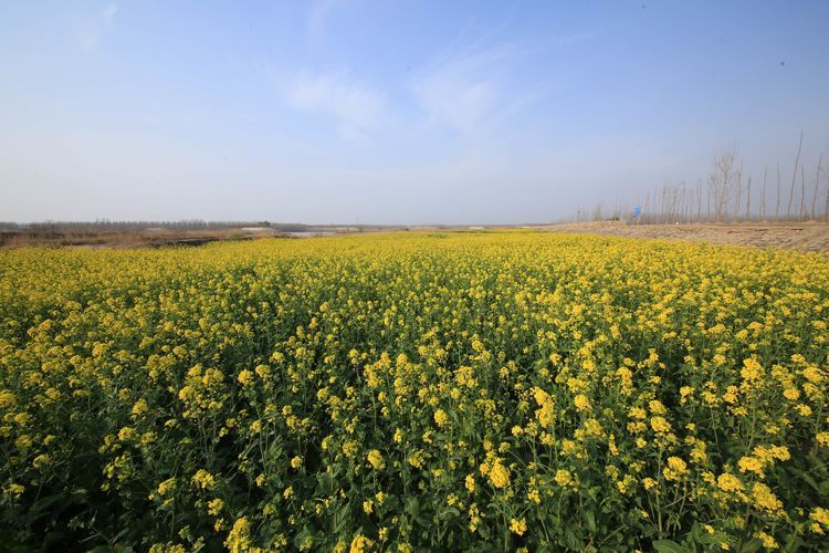 榆山街道：黄河岸边的“花世界”