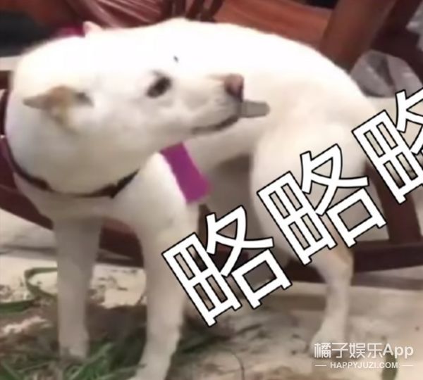 它逃，他追，它…跑的更飛？