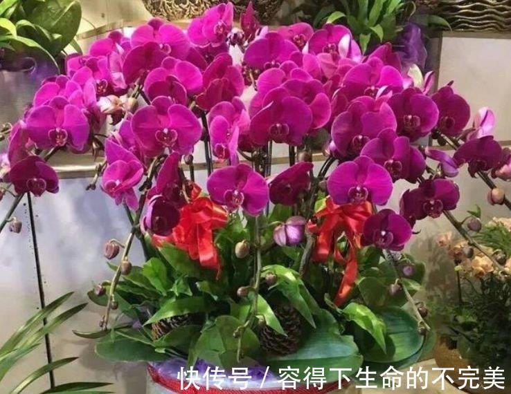 银杏树|4种花很好养,花开酷似一盏盏红灯笼,养在哪里都爆盆,惹人喜爱