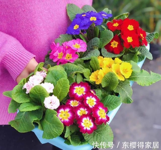 漂亮|12月在家养盆报春花,开花多又美,繁花似锦,漂亮极了