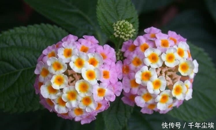 家里养花不要“瞎眼”，5种花聚财又旺人，2种花是大忌