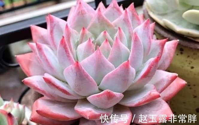 新手养多肉容易“踩雷”,绕过4个“雷区”,才知道多肉并不难养