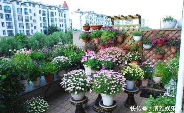 植物|养花不会施肥记住3点就行了，学会了“一生受用”