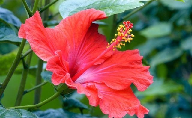 苗壮|扶桑花越冬很简单,4个方面做好后,苗壮来年开花多