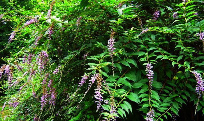 野草|农村这野草很常见，整株都是好的药草，还能用来捕鱼，遇见要珍惜