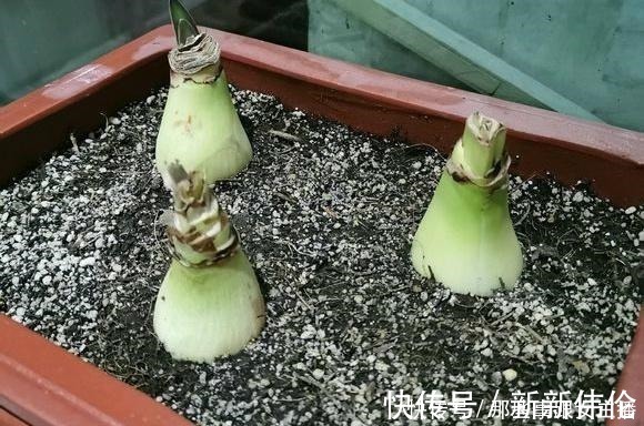 花肥|一种很容易养的花,养了2个月就开花,花朵比汤碗还大,美翻了!