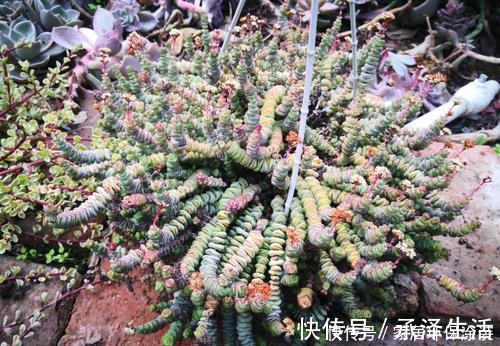 喜欢多肉就选这3款,好看又好养,最易长成高价老桩,适合新手!