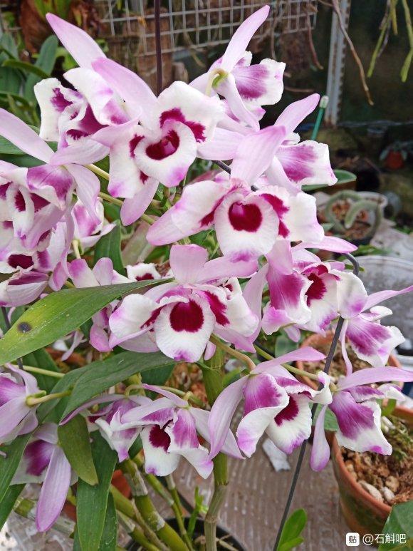 这5种花，都是老中医的最爱，个个都养人，看看你养了哪种