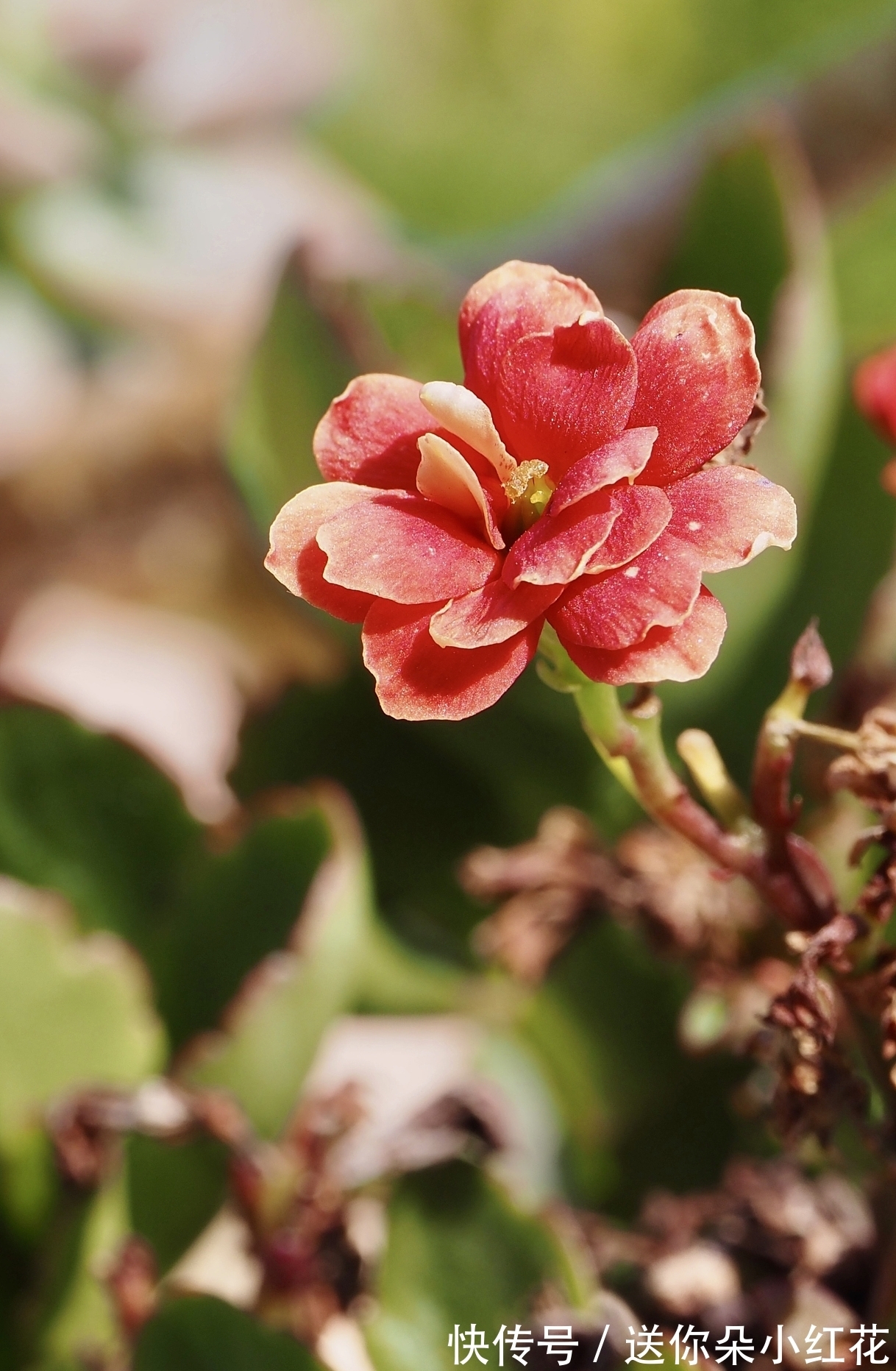 花草在精不在多!秋冬备齐这“3种”,每天都能有花欣赏