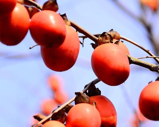  涩味|去除柿子涩味的妙招