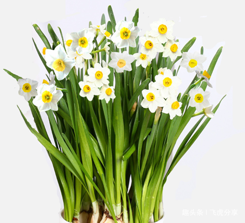 新买的花几天就发蔫变黄了,老大爷教了一招,几天就恢复生机