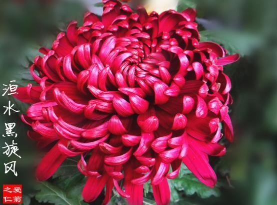 喜欢菊花，就养盆“稀世名菊”滦水黑旋风，似深色荷花，妩媚多姿