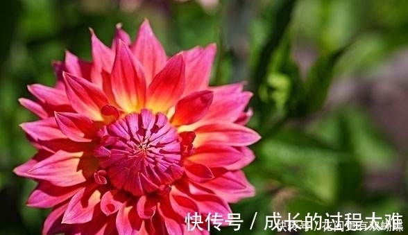 盆栽|4种盆栽花号称开花机器，一整年都开花，好看又好养，值得拥有