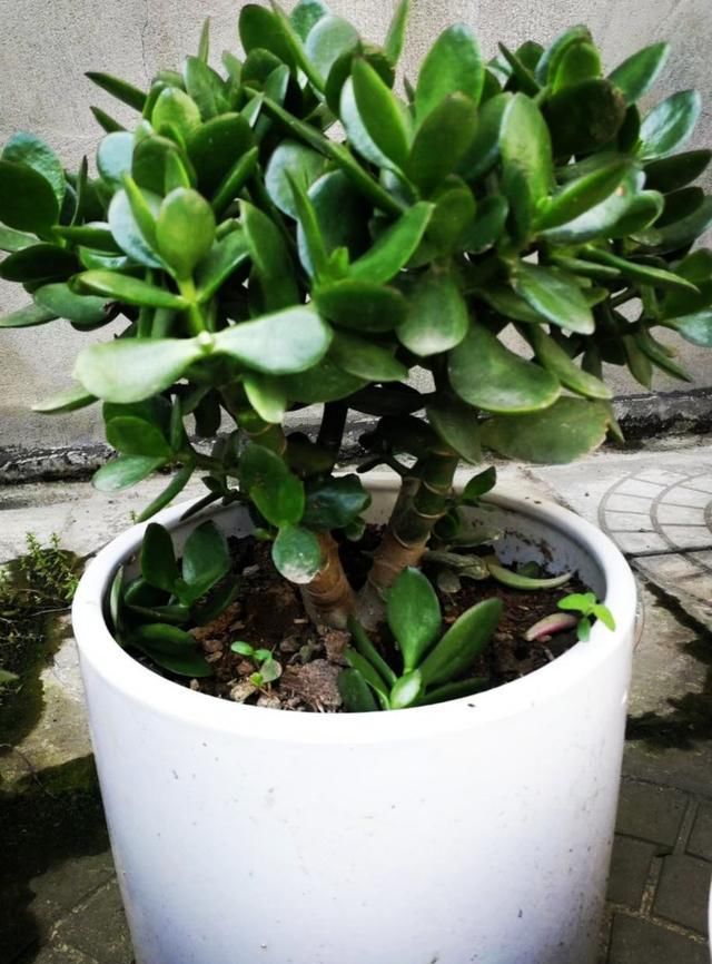 这花就得趁现在,剪完施肥,根长得手指粗