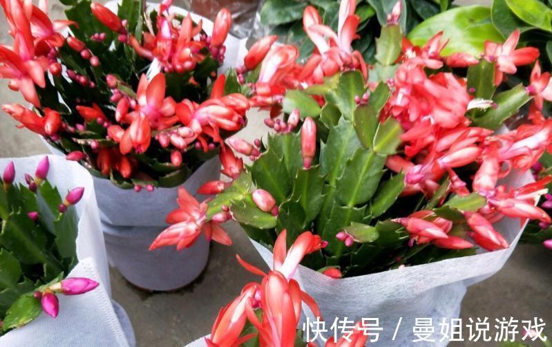 浇不对水,养不好蟹爪兰!老花匠亲授:用“筷子”就能解决难题