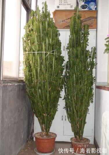 植物|家里客厅适合养什么花此3款对身体好,还能纳福又聚财