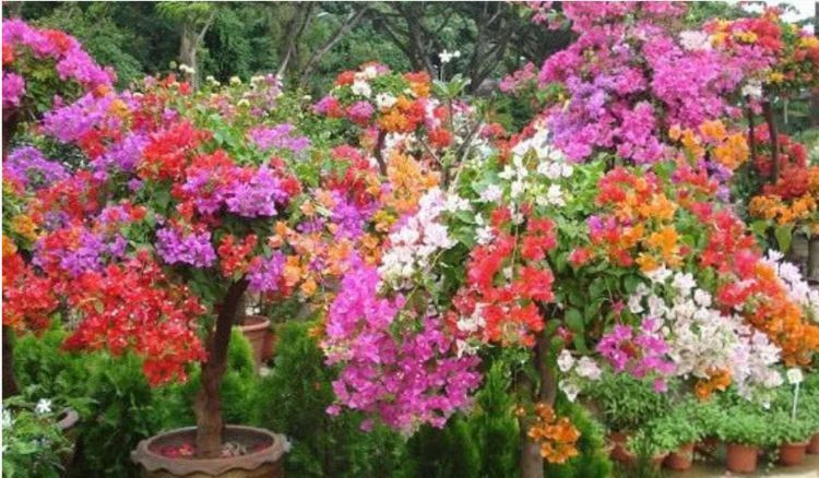 嫁接|3种花,1棵开出“五彩花”,只差这“1步”,懒人也能养得好,美