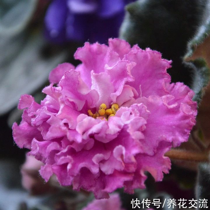  植物|耐阴室内开花植物“大家族”，低光照可开花，植株小巧，适合新手
