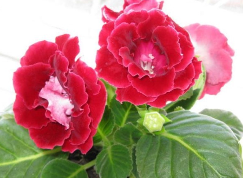 早上、中午、晚上浇花“区别大”难怪总是养不好花，要这样浇！