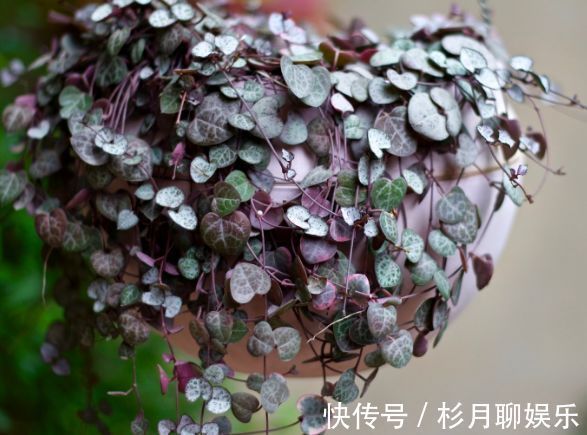 萝藦科|喜欢养菊，不如试试“玫瑰精品”卡罗拉，花色红艳似火，热情奔放