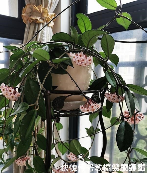 绿萝|七种耐阴的开花植物,好养如绿萝,花期不短,适合室内、北阳台养!