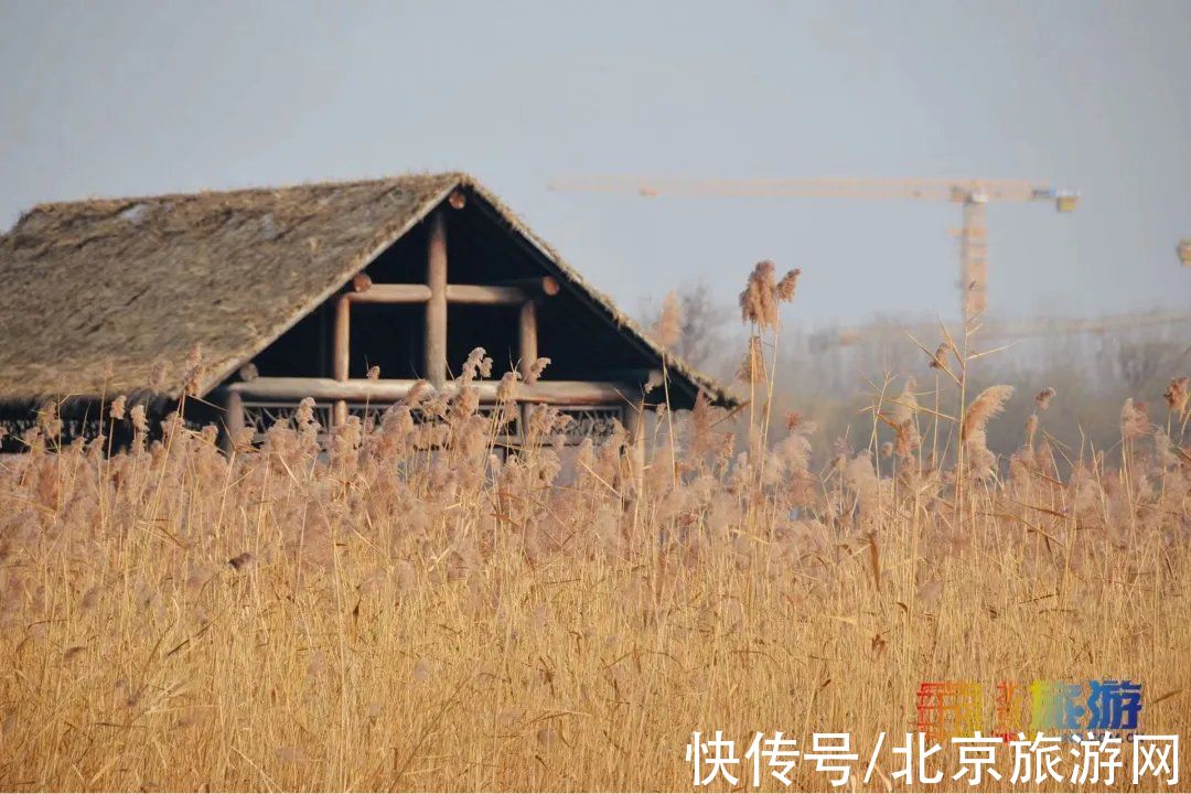 冬景|迎颜值巅峰！京城宝藏冬景实拍，昔日“两岸芦花一钓船”胜景再现~