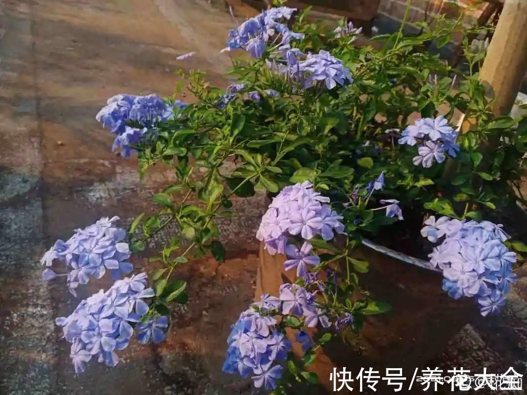 冬天扦插,最简单的方法学起来,这6种花都能生根