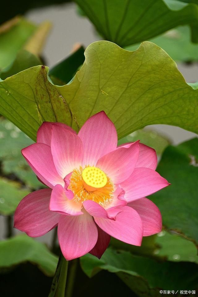 菡萏&荷花诗词21首田田莲叶玉玲珑,点点伎荷碧里红