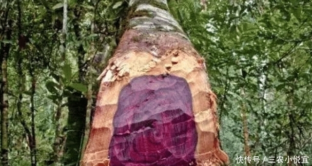 它稀少珍贵,且堪比“黄金”,农村见到,请您保护