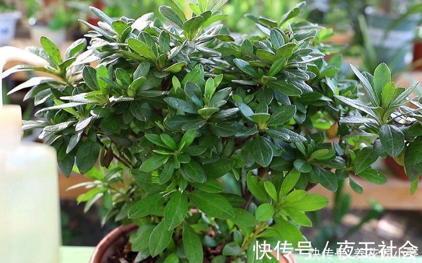 杜鹃花开败后,先做好修剪,使用两种“液体”,新芽又粗又壮