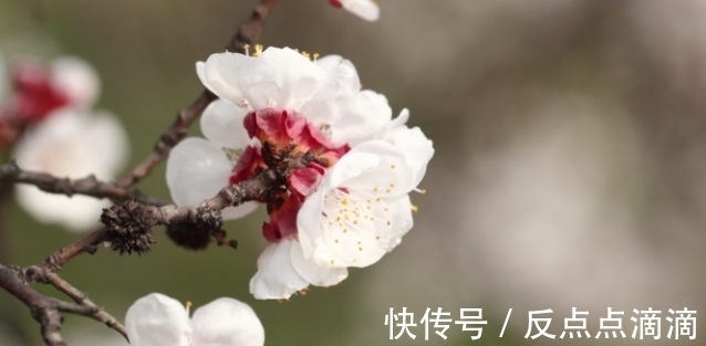 想要日子越过越火，春节后养“旺福”的宝贝花，一年旺气不请自来