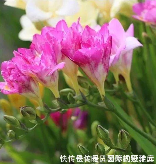 米兰花|5种“香水花”,妖娆又艳丽,家里养一盆,比香水都好闻