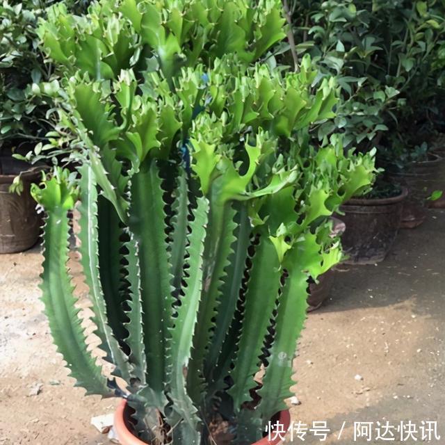 镇宅树|龙骨被誉为“镇宅树”,做好4点养护技巧,长得又高又旺盛