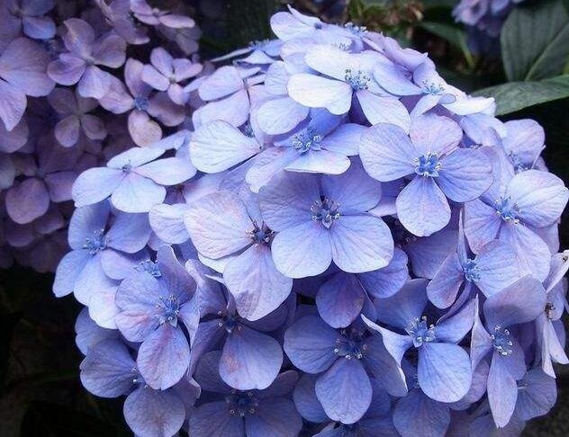 喜欢养菊花,还不如养一盆绣球花,教你3个方法,绣球花花大色美