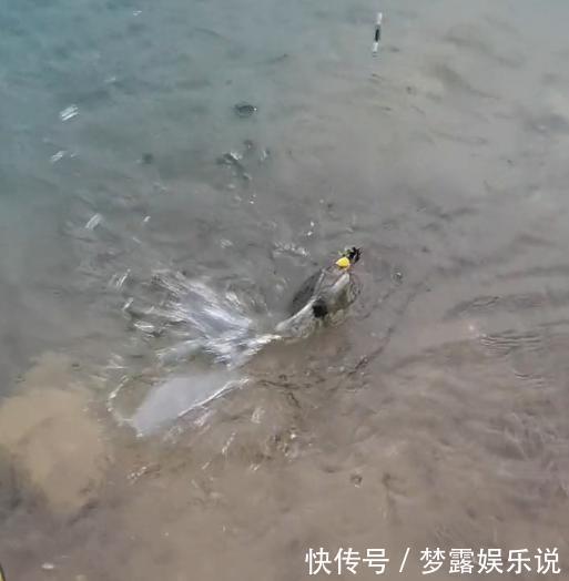 水库河|湖北一水库河鳖“成灾”,有人1小时连钓4只,老大爷:无害化处理