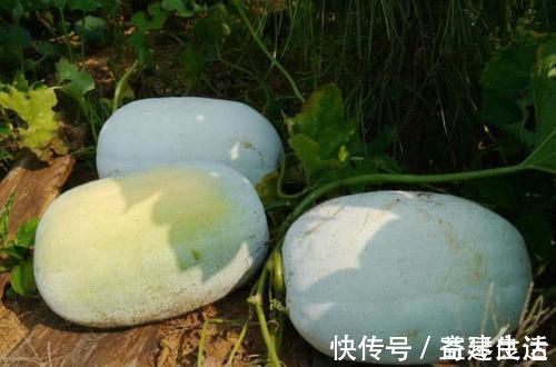 天敌|湿气的“天敌”找到了, 坚持每天吃, 逼走多年湿毒, 身体更健康