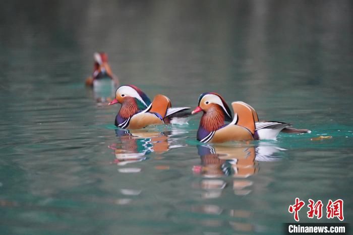 湖北宣恩成群鸳鸯戏水贡水河国家湿地公园