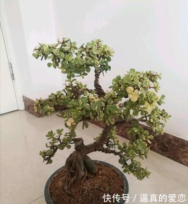 金枝玉叶|金枝玉叶太好养了,常用两种水,嫩叶冒不停,长势很喜人