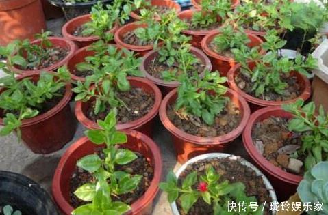 枝条|5.1在家扦插吧!8种花都可以,插土就活,10天长根,当年开爆盆